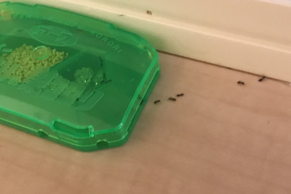 蟻が家の中を徘徊してたので対策したら劇的効果だった